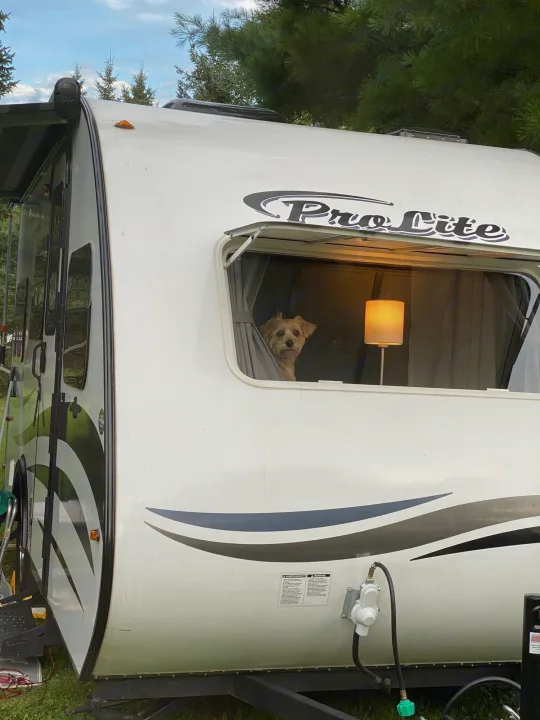 Dog peering from a Pro Lite RV window during an RV rental trip, with a cozy lamp inside.. ROULOTTE PROLITE ROULOTTE PROLITE 2020