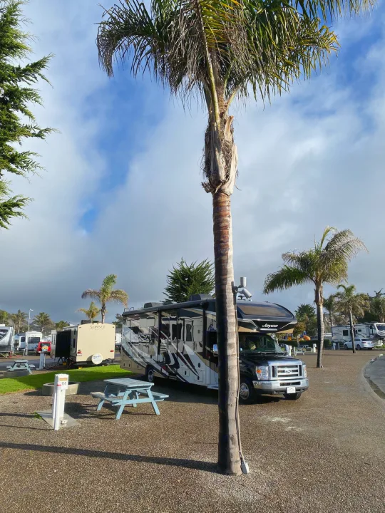 An RV rental is parked at a scenic campground site with a picnic table & palm trees under a partly cloudy sky.. Jayco Greyhawk 2018