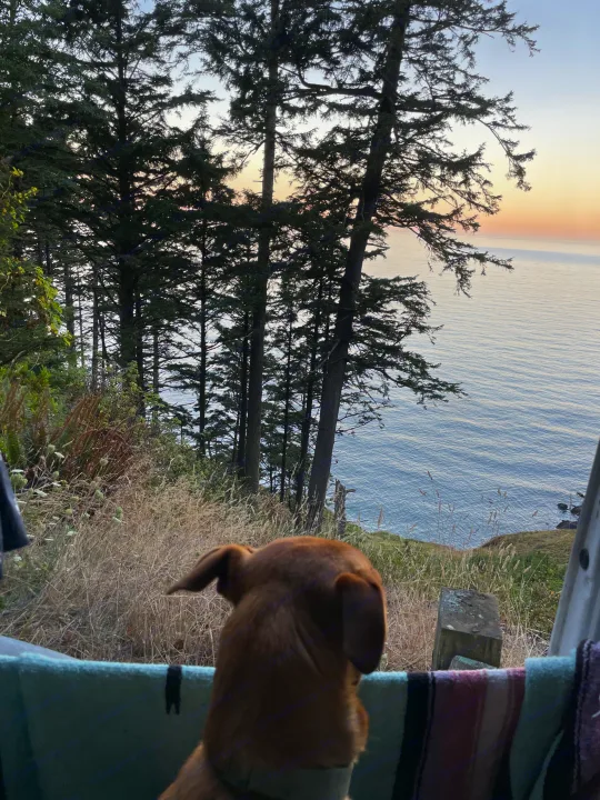 A brown dog gazes from an RV rental, overlooking a serene ocean and tall evergreen trees from a cliffside view.. Dodge Sprinter Van 2005