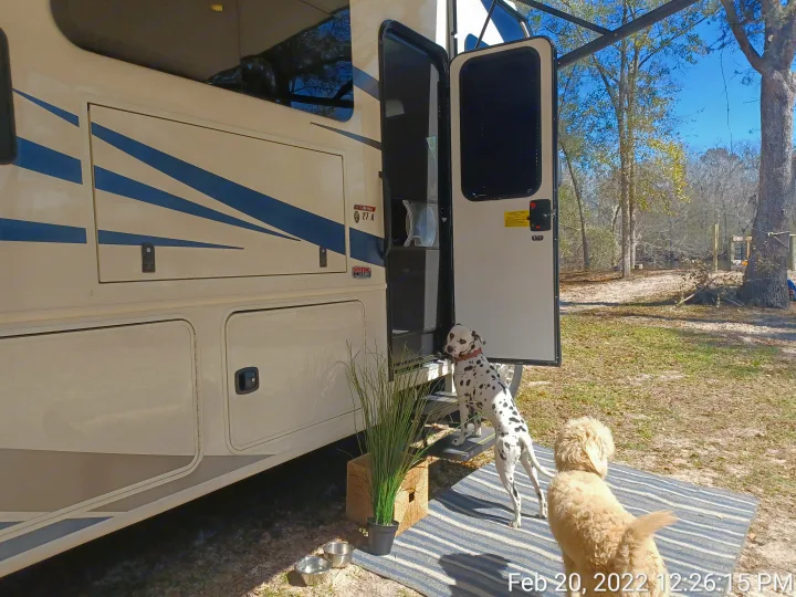 RV rental adventure: A Dalmatian enters the motorhome while a poodle waits on an outdoor mat at a sunny campsite.. ENTEGRA VISION A27 2022