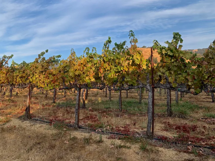 Scenic vineyard in autumn. Plan your serene RV rental trip through wine country, surrounded by colorful grapevines and hills.. Pleasure Way Lexor 2017