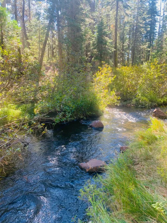 Sun-dappled stream winding through a vibrant forest. Discover hidden gems with an RV rental for your next adventure.. Pleasure Way Lexor 2017