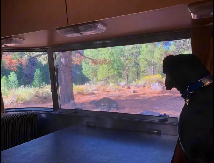 Great for dogs with lots of windows to keep an eye on squirrels and plenty of room to lay down.. Airstream Flying Cloud 2010