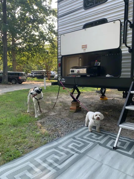 Our dogs enjoying the camp/glamp life. Coachmen 263bhsck 2021