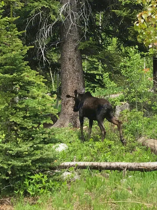 A dark moose walks through a vibrant green forest, a breathtaking sight for an RV rental getaway.. Forest River Rockwood Roo 2019