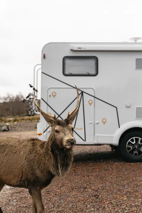 A deer with antlers stands on gravel, looking forward, in front of a white RV rental with black geometric designs.. Etrusco Etrusco T7400SBC 2021
