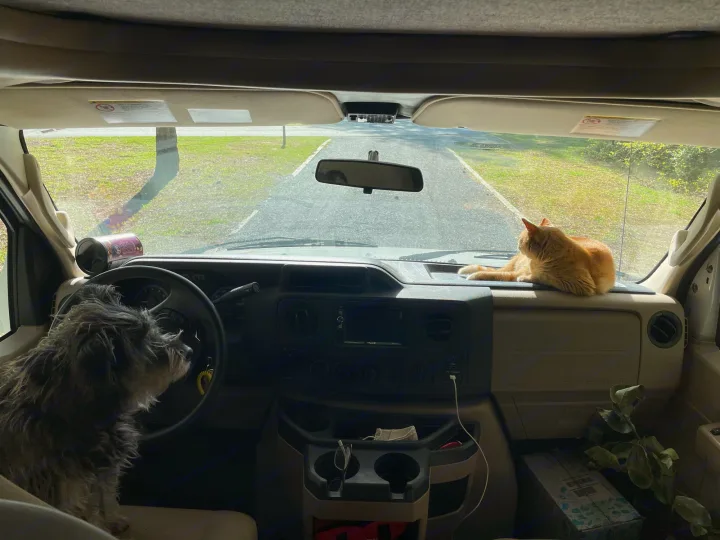 RV rental journey: Dog at the wheel, cat on dash, enjoying the view. Ready for a road trip!. Thor Four Winds 2018