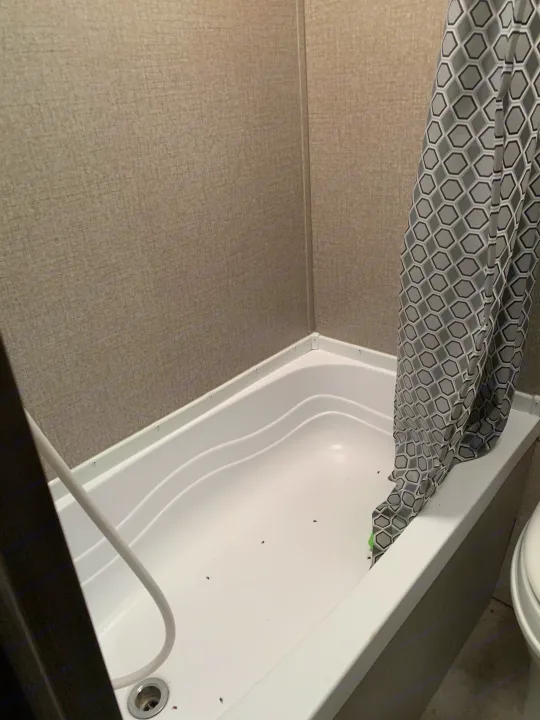 Pests found in this RV rental shower/tub, indicating hygiene issues. Features white tub, patterned curtain, and light walls.. Jayco Jay Flight 2020