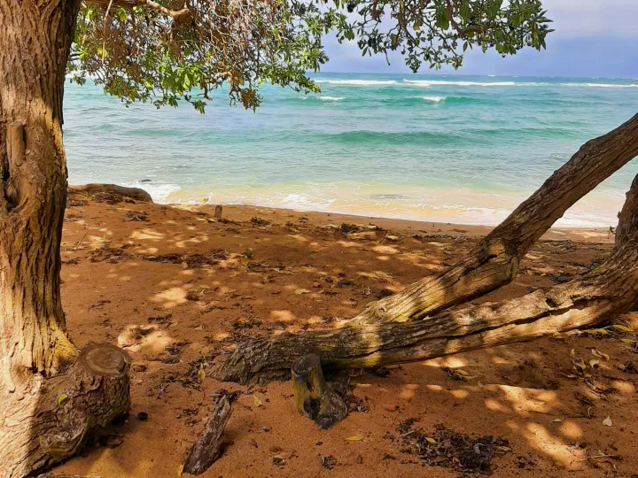Serene beach view framed by trees, with tranquil ocean and sandy shore. Perfect for your RV rental adventure.. Gmc Terrain 2015