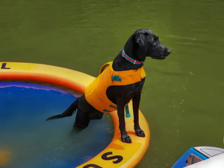 Mans best friend. Entegra Coach Odyssey 2023