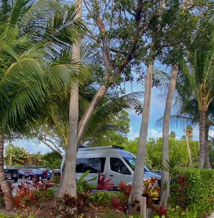 An RV rental van parked under tall palm trees and lush tropical foliage in a sunny outdoor setting.. Thor Sprinter 2022