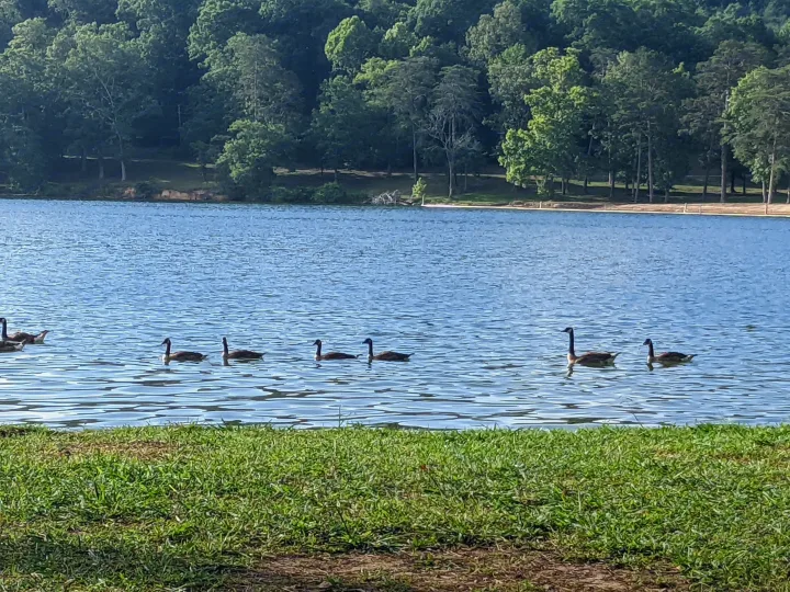 Peaceful lake scene with geese swimming in a row, backed by lush green trees. Imagine this view on your next RV rental getaway.. Thor Four Winds 2013