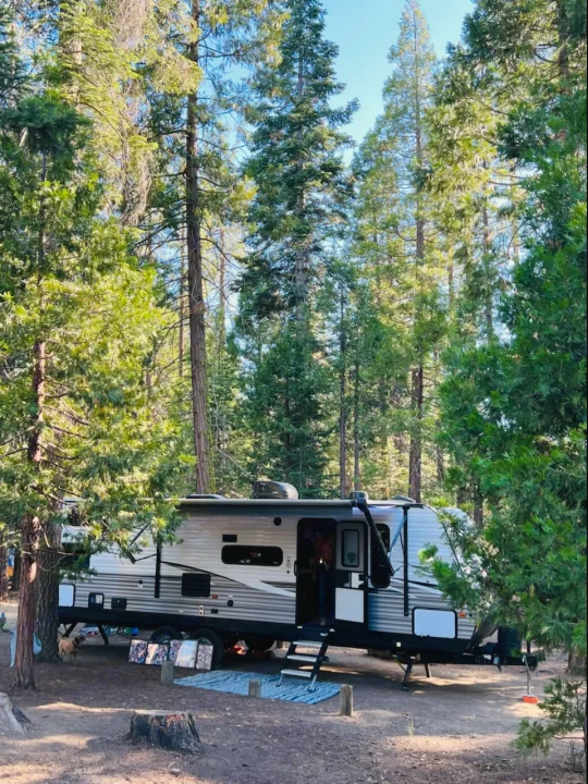 An RV rental travel trailer is parked in a sunny forest campsite, surrounded by tall pine trees. A person is visible inside.. Coleman 295QB 2021