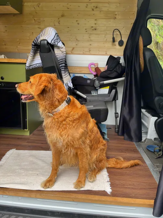 Golden retriever relaxing on a rug in a pet-friendly RV rental. Baby's car seat also visible in the cozy camper.. Freightliner Sprinter 2010