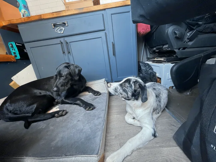 Moxie and Aspen lounging between adventures. . Dodge Sprinter Van 2008