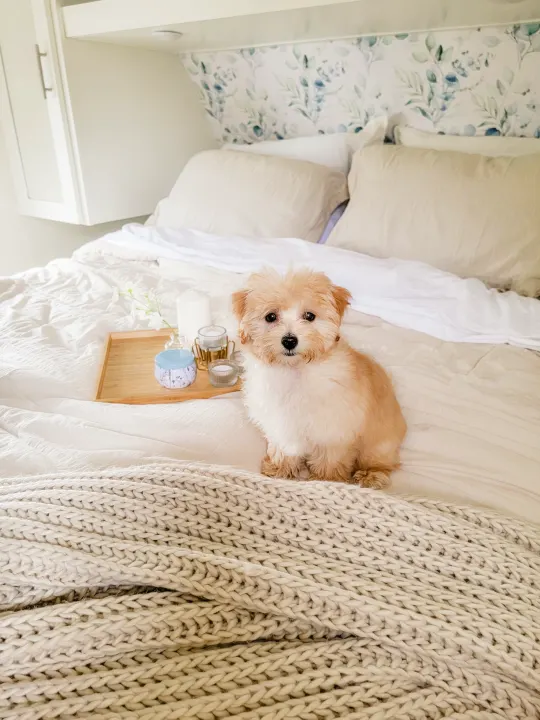 A small fluffy dog sits on a cozy bed in a modern RV rental bedroom, featuring soft bedding and a knit blanket.. Forest River Tracer 2022