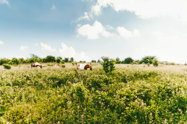Brown and white horses graze in a sunny, green field. Perfect views for your next nature-filled RV rental adventure.. Jayco Jay 2015