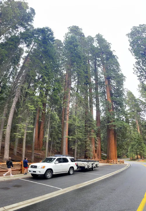 An RV rental pop-up camper towed by an SUV, parked amid majestic sequoia trees, offers an immersive nature travel experience.. Forest River Flagstaff Classic 2019