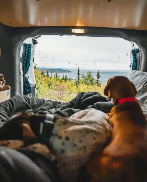 Inside an RV rental: two dogs gaze out at a serene lake, autumn trees, & distant land from a cozy bed.. Dodge Promaster City 2018