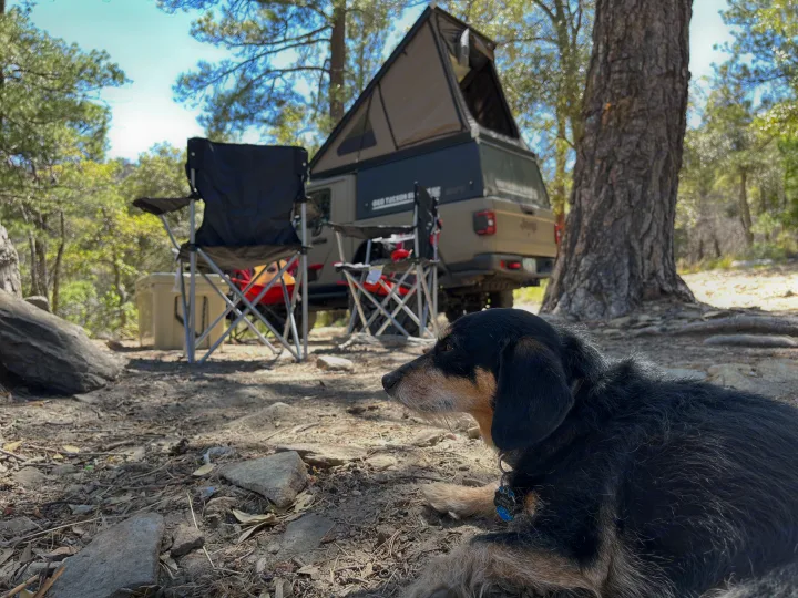 A dog relaxes at a scenic campsite with a Jeep Gladiator and rooftop tent, a great setup for an rv rental.. Jeep Gladiator Rubicon 2020