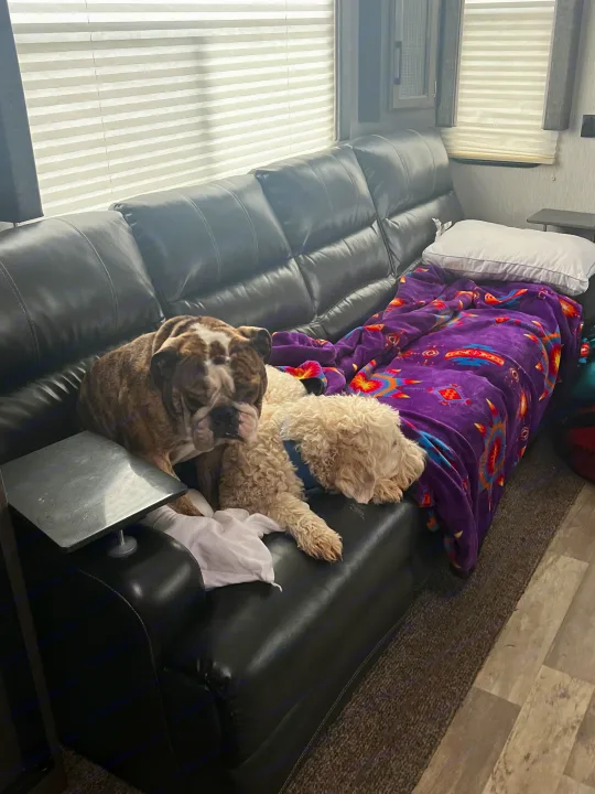 Two dogs, a bulldog and a fluffy white dog, relax on a black leather couch inside a cozy RV rental.. Heartland Torque 2020