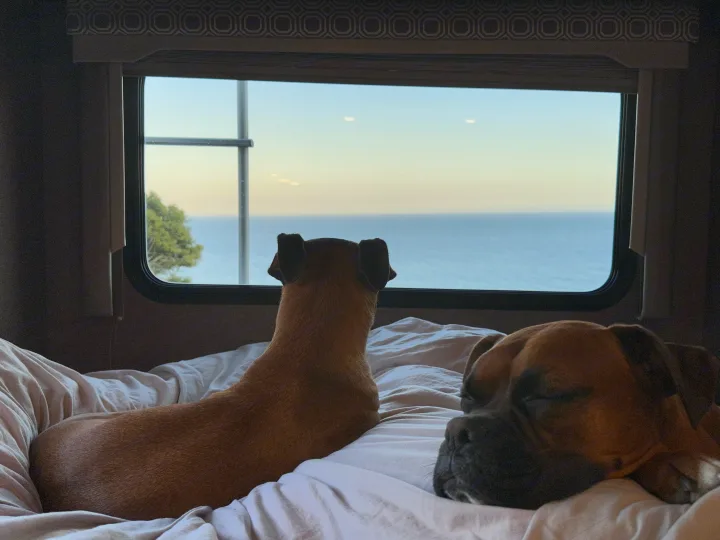 Pet-friendly RV rental: two dogs on a bed. One dog watches the ocean view, the other sleeps comfortably.. Thor Four Winds 2020