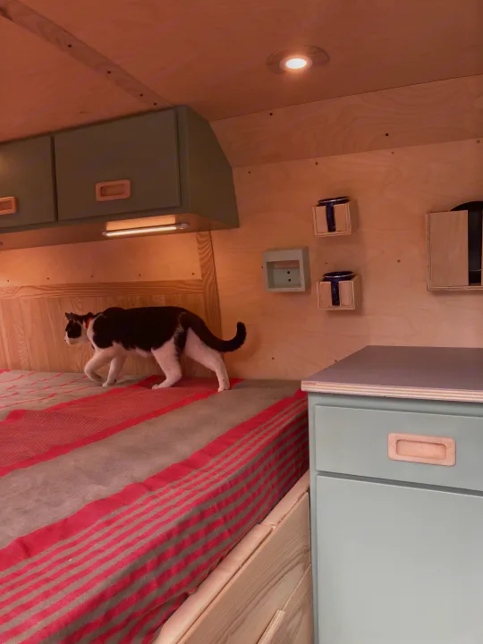 Inside a unique RV rental: a black and white cat walks on a striped bed, surrounded by light wood and sage cabinets.. Ford Econoline 2006