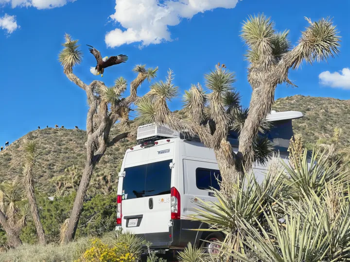 An RV rental van is parked among large Joshua trees in a desert landscape. A bald eagle flies overhead, with mountains in the background.. Winnebago Solis 2021