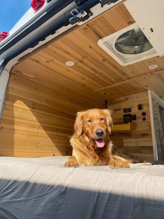 Golden retriever enjoying a dog-friendly RV rental! Cozy camper van interior with wood walls, fan, & controls.. Other Other 2015
