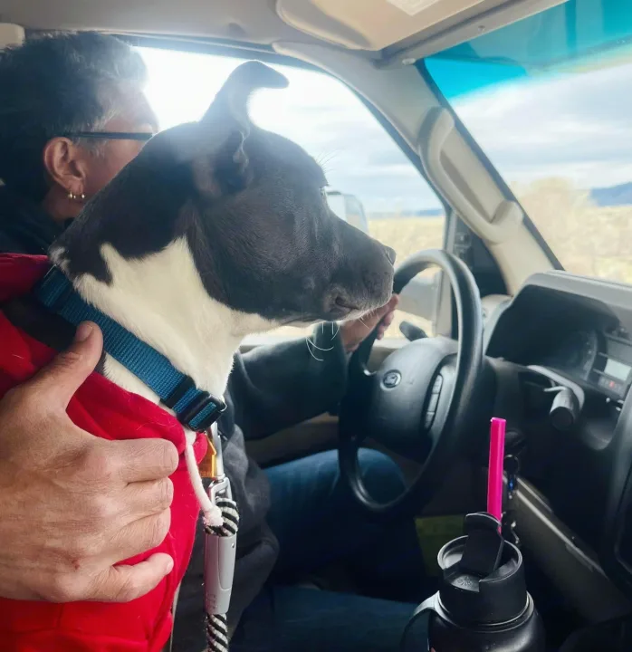 A black & white dog, in a red vest, on a person's lap inside an RV rental, gazing out the window on a road trip.. Winnebago Minnie Winnie 2020