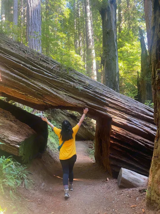 Person with arms raised in awe, walking a forest trail under a massive fallen redwood log. Ideal RV rental trip!. Mercedes-Benz Sprinter 2022