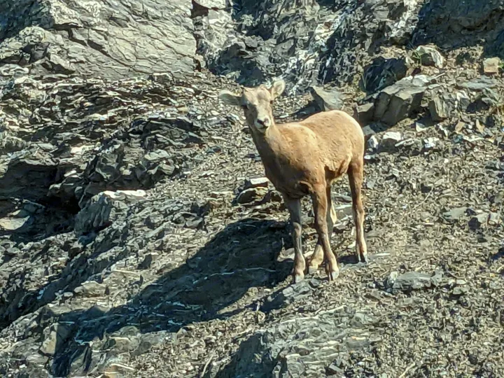 Explore rugged landscapes. A wild bighorn sheep pauses on a rocky slope, ideal for an RV rental trip.. Forest River Cherokee Grey Wolf 2014
