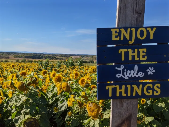 A vast sunflower field under a blue sky, with a sign: 'Enjoy the Little Things.' Ideal RV rental getaway for nature lovers.. Forest River Cherokee Grey Wolf 2014