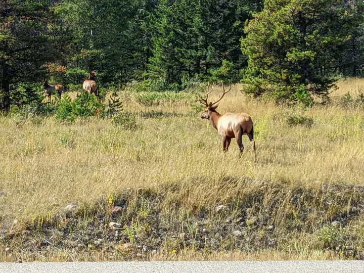 A majestic bull elk with antlers and a herd graze in a sunlit, grassy field near a forest. Explore similar wildlife scenes with an RV rental.. Forest River Cherokee Grey Wolf 2014
