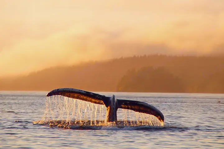 A whale's tail, lit golden, splashes in water near misty mountains. Experience this nature via RV rental!. Xplorer Explorer 2007
