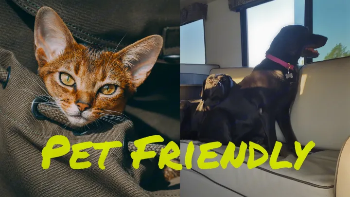 Pet-friendly RV rental: A cat peeks from a bag on the left, while two dogs relax on a couch inside an RV on the right.. Forest River Sunseeker Classic 2023