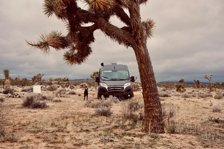 A black dog stands before a dark gray rv rental camper van, framed by a Joshua tree in a desert landscape under a cloudy sky.. Noovo Lite 2023