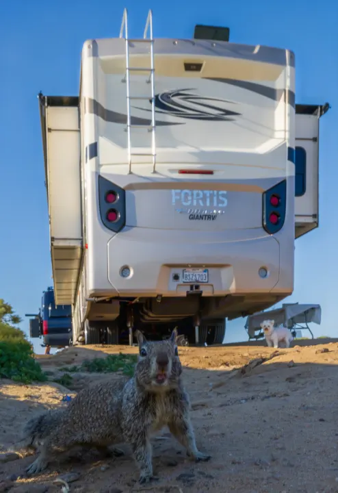 Curious squirrel up close, with a large RV rental and a small dog behind on a sunny day at an outdoor campsite.. Fleetwood Fortis 2020