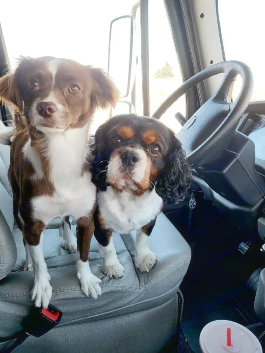 Two adorable pups, ready for their RV rental adventure, riding happily in the front seat.. Entegra Coach Accolade XL 2021