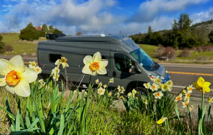A grey RV rental is parked by a scenic road, surrounded by blooming yellow daffodils, under a bright blue sky.. Winnebago Solis 2023