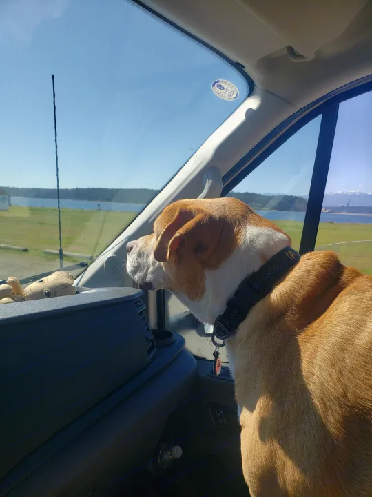 Dog in an rv rental looking out the front windshield at sunny, scenic water and mountain views. Perfect for pet travel!. Thor Compass 2024