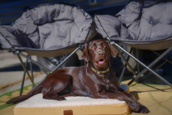 A happy chocolate Lab lies on a cozy dog bed, two dark camping chairs visible behind, enjoying an RV rental getaway.. Forest River EVO 2021