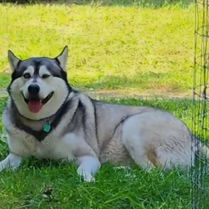 A cheerful husky, black and white, winks while relaxing on green grass. Your pet-friendly RV rental awaits!. Airstream Base Camp 2017