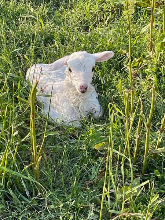 A tiny white lamb rests in lush green grass, a peaceful sight found on an RV rental journey.. Gulf Stream Ameri-Lite Super Lite 2022