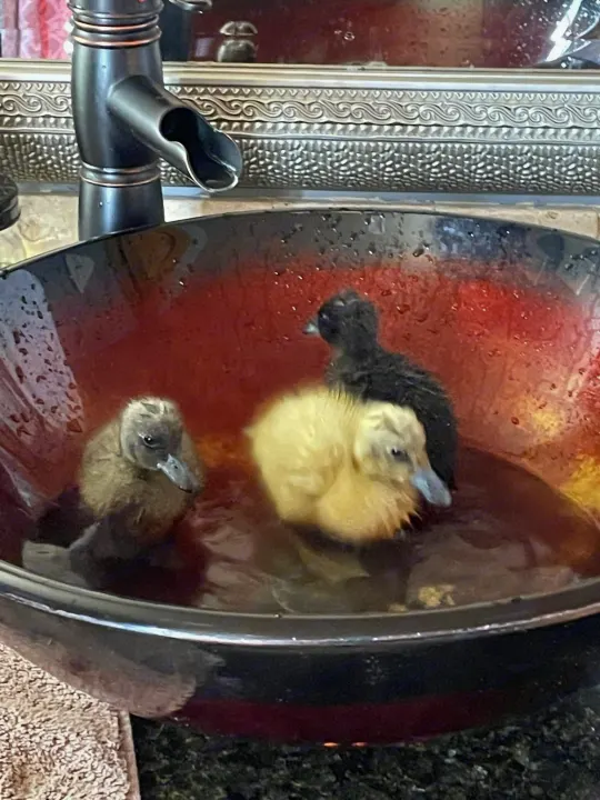 Three ducklings (black, grey, yellow) splash in a bathroom sink. A delightful sight for your next RV rental adventure!. Gulf Stream Ameri-Lite Super Lite 2022
