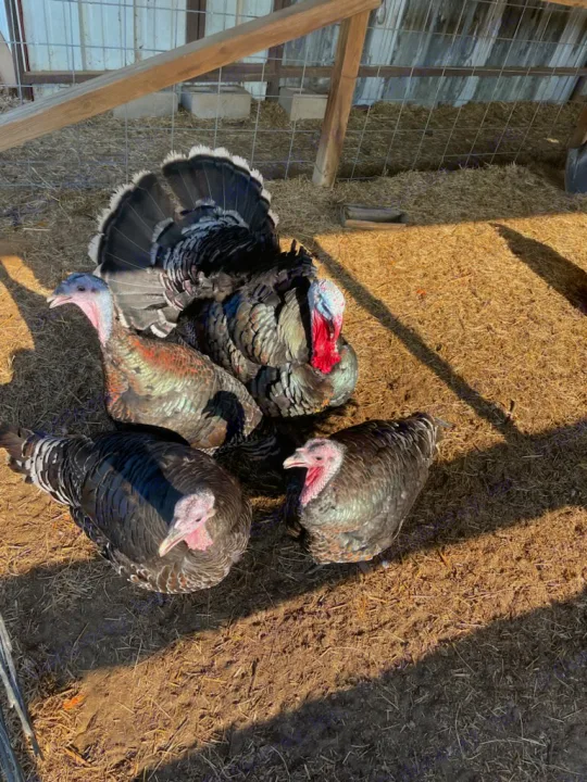 Four turkeys, including a tom displaying feathers, in a barn. Your RV rental trip could include farm visits like this!. Gulf Stream Ameri-Lite Super Lite 2022