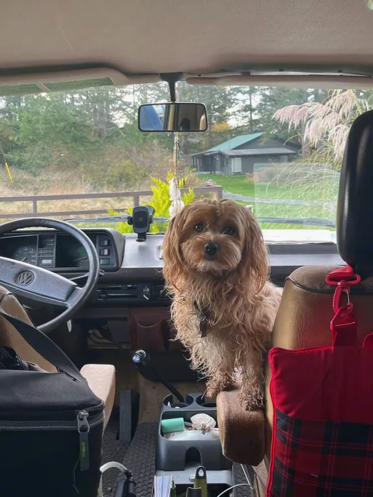 Adorable curly-haired dog surveys the road from an RV rental's front seat, ready for a cozy adventure.. Volkswagen T3 Westfalia 1985