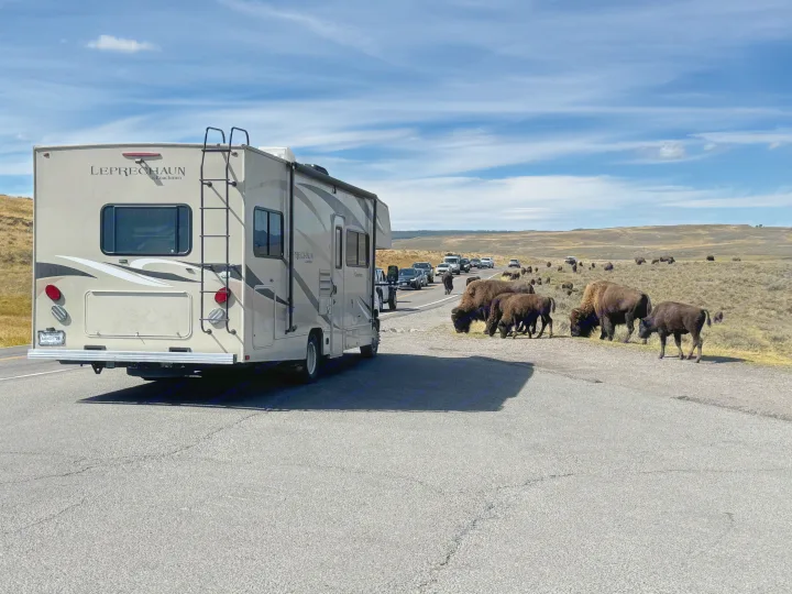 An RV rental, a Coachmen Leprechaun, stopped by a large herd of bison grazing roadside, causing a wildlife traffic jam.. Coachmen Leprechaun 2019