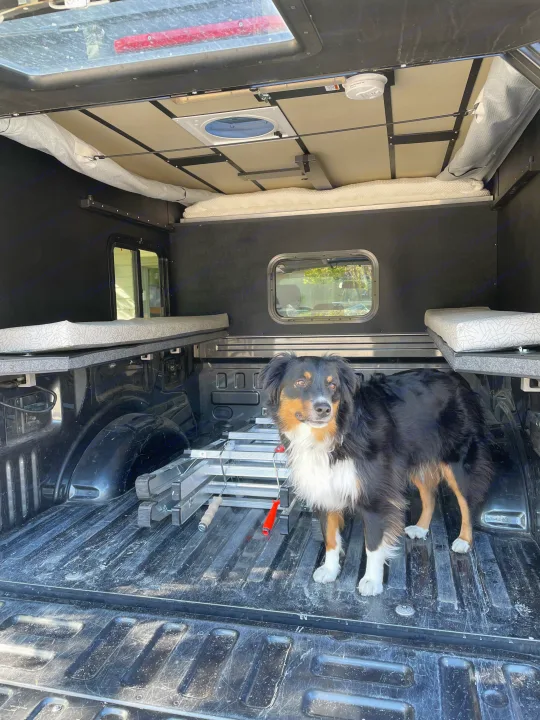 An Australian Shepherd poses inside a comfortable truck camper setup, perfect as an RV rental for camping adventures.. Four Wheel Campers Shell Models 2020