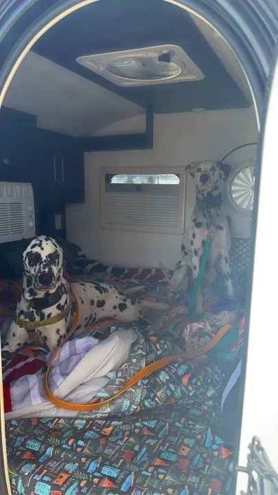 Two Dalmatians relax inside an RV rental, ready for adventure. Perfect for dog-friendly camping and travel!. nuCamp T@G 2023